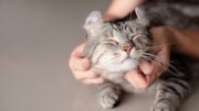 A cat being stroked