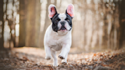 French Bulldog in the park