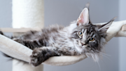 Maine Coon cat resting with fluffy fur