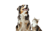 Cat and dog looking up