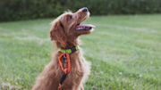 A dog on a walk