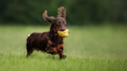 Dachshund playing fetch