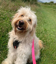 Beanie the golden doodle