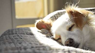 Dog sleeping on grey blanket during the day