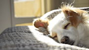 Dog sleeping on grey blanket during the day