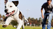 Dog running in field with person behind them