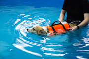 Corgi wearing orange safety vest in pool being held by person