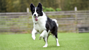 Border Collie at the park