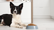 Border Collie with a bowl of food