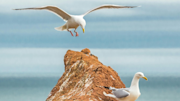 Image | Seagulls by the coast