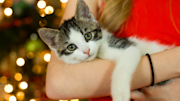 Tabby and white kitten being held by a woman. Christmas lights are visible in the background.