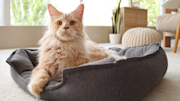 Maine Coon in a bed