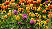 Flowers in the Autumn