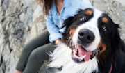 Mountain dog looking at camera with woman sitting behind