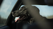 A dog sitting in a car, looking out the window