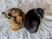Two cats lying on a bed
