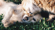 Dog and cat lying down on grass