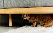 Cat hiding under sofa