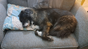 Picture of older dog on sofa