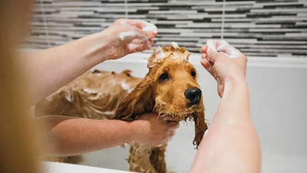 Dog having a bath