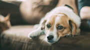 Dog sitting on a sofa