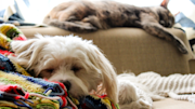 Dog and cat sleeping on sofa