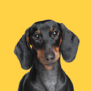 Dachshund