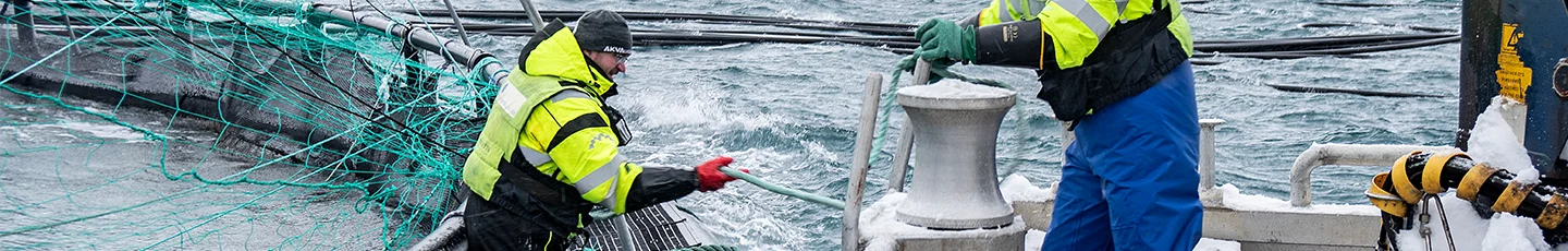 Vis vangen met VÅRLAKS.