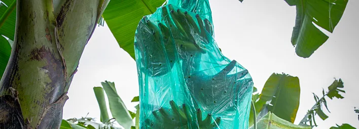 Volg de reis van de banaan