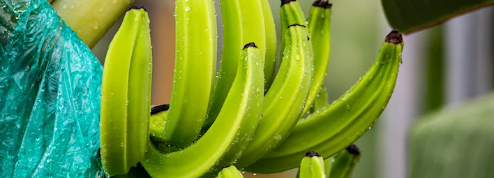 Volg de reis van de banaan