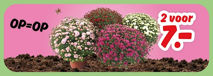 Diverse bolchrysanten, 2 stuks 7.-