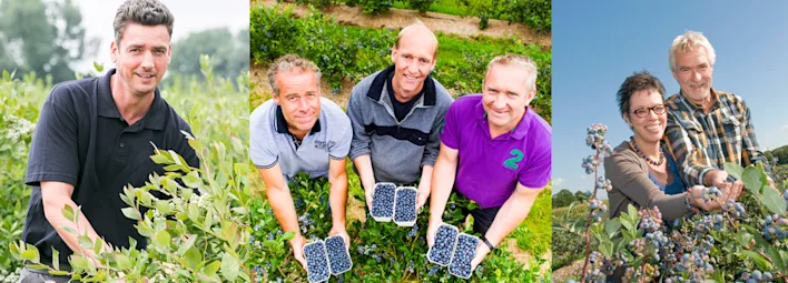 Telers van PLUS van het zomerfruit blauwe bessen.