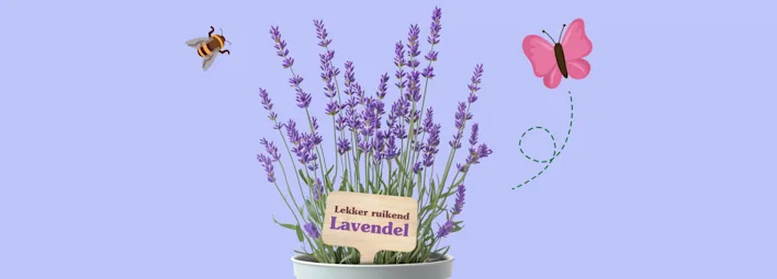 Lavendel