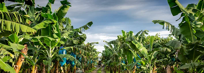 Volg de reis van de banaan