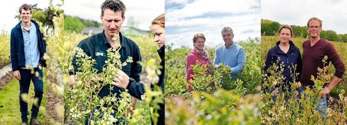 De zomerfruit-telers van PLUS plukken de blauwe bessen.