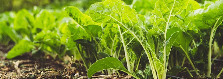 Duurzaamheidsbeleid groen plantje