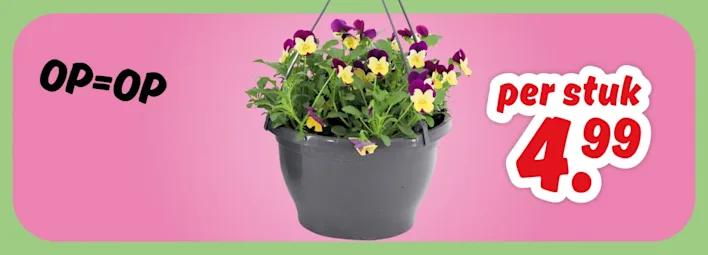 Violen in hangpot van PLUS, deze week 4.99 per stuk, OP=OP.