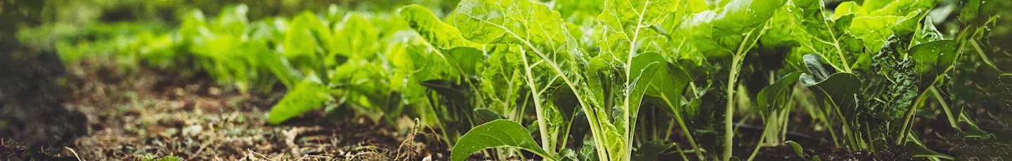 Groentebed vol groene bladgroenten in een moestuin, met zichtbare aarde en wat onkruid.