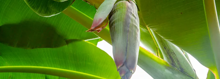 Volg de reis van de banaan