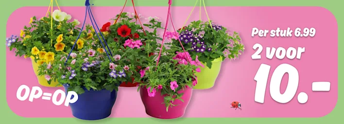 PLUS Terraspot of perkplant in hangpot