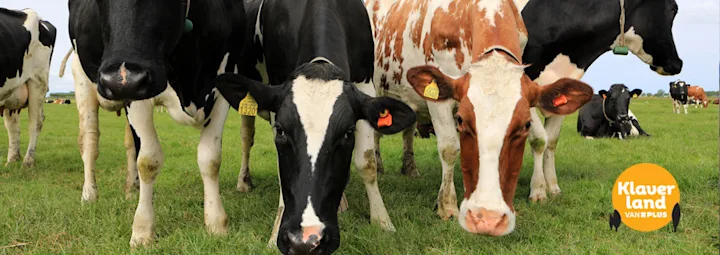 Grazende koeien op een groene weide, met oormerken en halsbanden, onder het label “Klaverland VAN PLUS”.