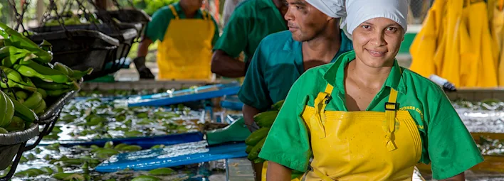 Volg de reis van de banaan