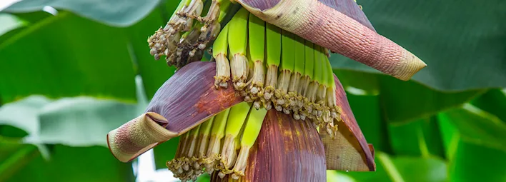 Volg de reis van de banaan
