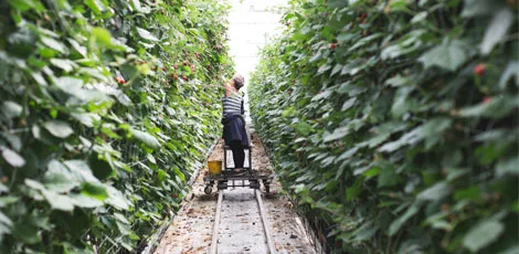 Bramen PLUS supermarkt nu ook in winterseizoen van Nederlandse bodem