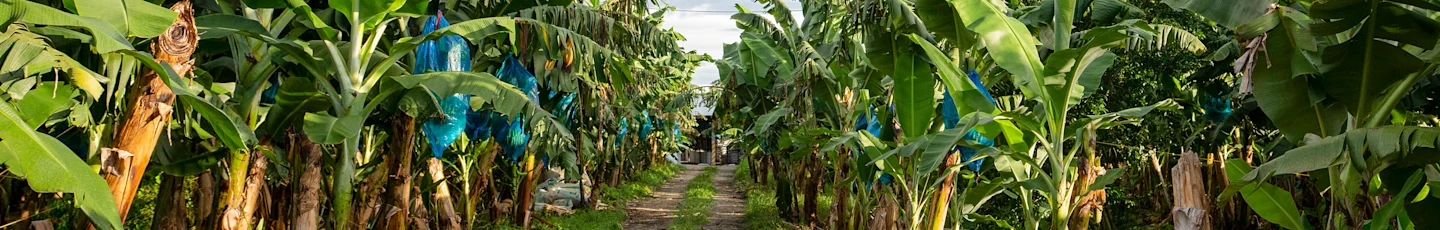 Volg de reis van de banaan