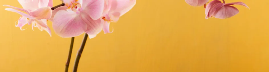 Mandarijn-panna cotta met kokos