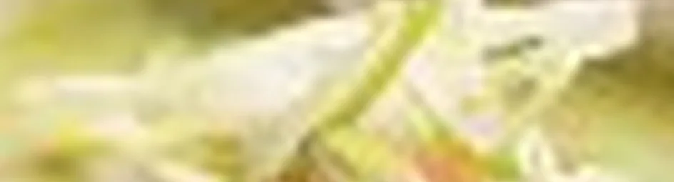 Doperwtensoep met rauwe ham en munt