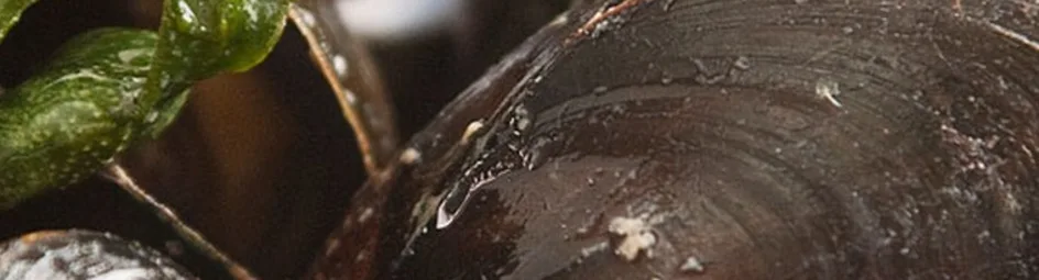 Het beste van Zeeland: Mosselen