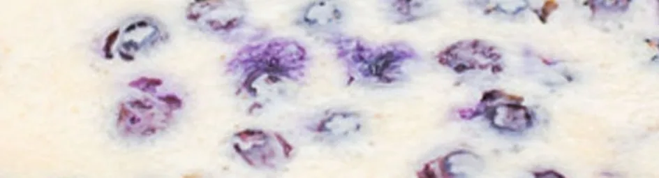 Clafoutis met blauwe bessen