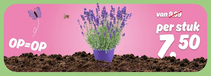 PLUS Lavendel